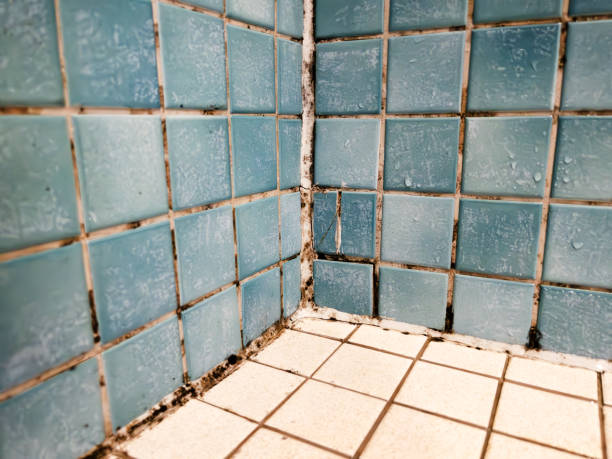 Asbestos and Lead Testing During Mold Inspection in Milan, OH