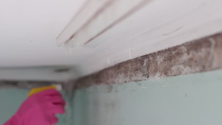 Mold Removal for HVAC Installations in Milan, OH